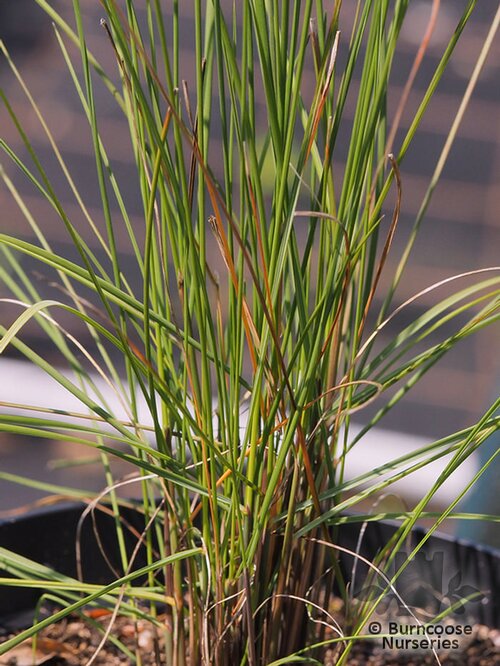 MUHLENBERGIA capillaris  