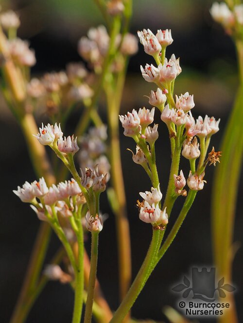 MUKDENIA rossii 'Karasuba' 