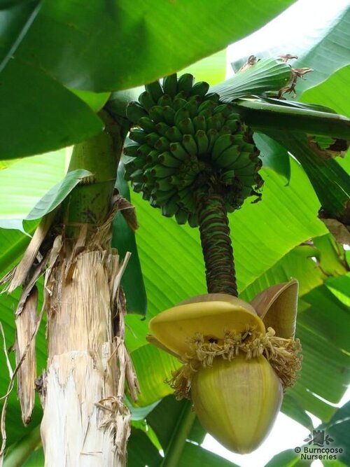 MUSA   