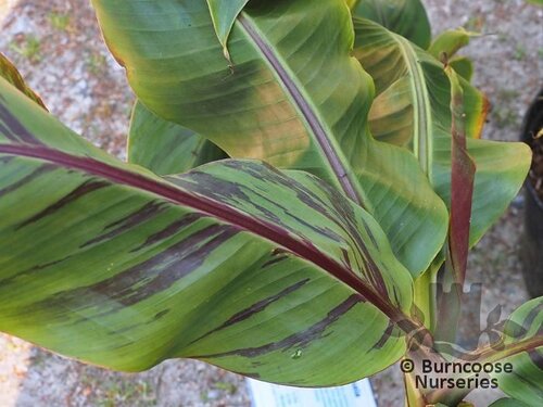 MUSA sikkimensis 'Red Tiger' 