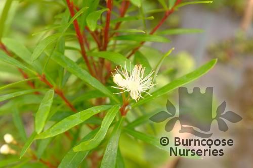 MYRCEUGENIA leptospermoides  