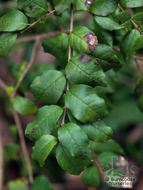 MYRTUS   