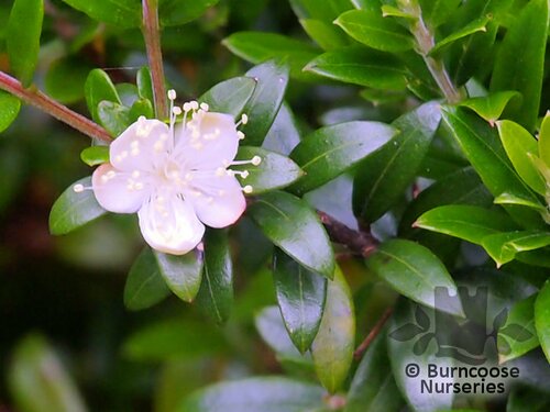 MYRTUS communis subsp. tarentina 