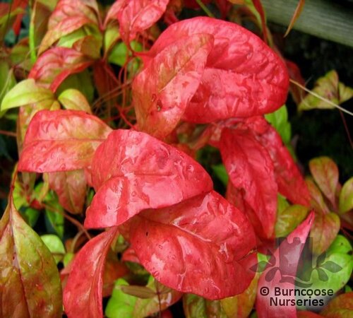 NANDINA domestica 'Woods Dwarf' 