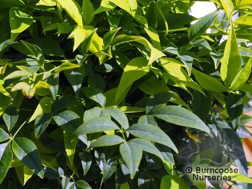 NANDINA domestica 'Lemon-Lime' 