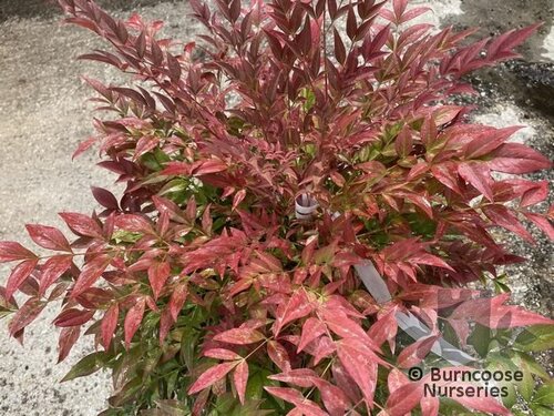 NANDINA domestica 'Obsessed' 