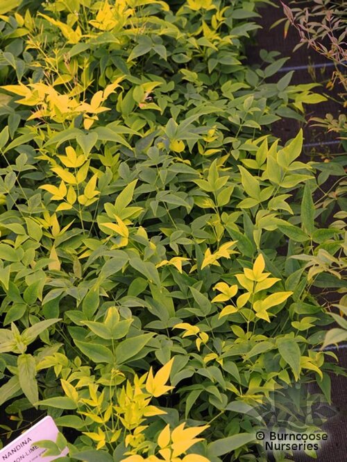 NANDINA domestica 'Firepower' 