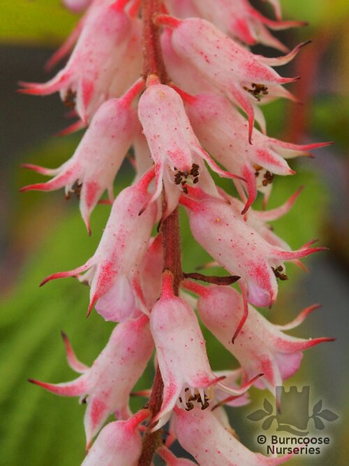 NEILLIA thibetica  