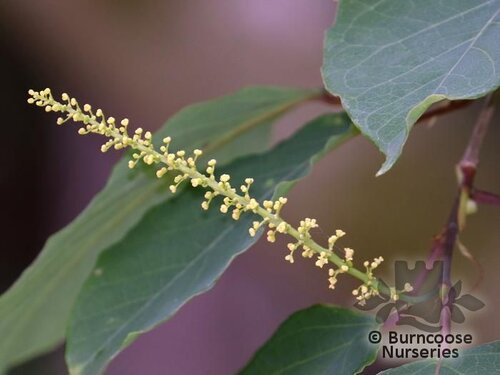 NEOSHIRAKIA japonica  