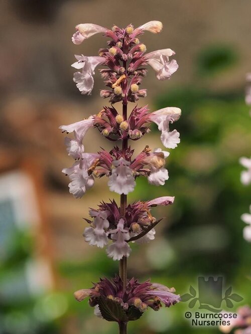 NEPETA grandiflora 'Dawn to Dusk' 