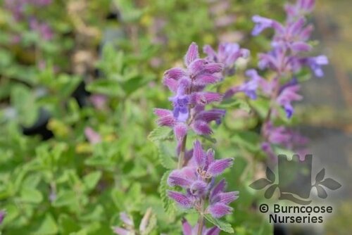 NEPETA faassenii 'Kit Cat' 