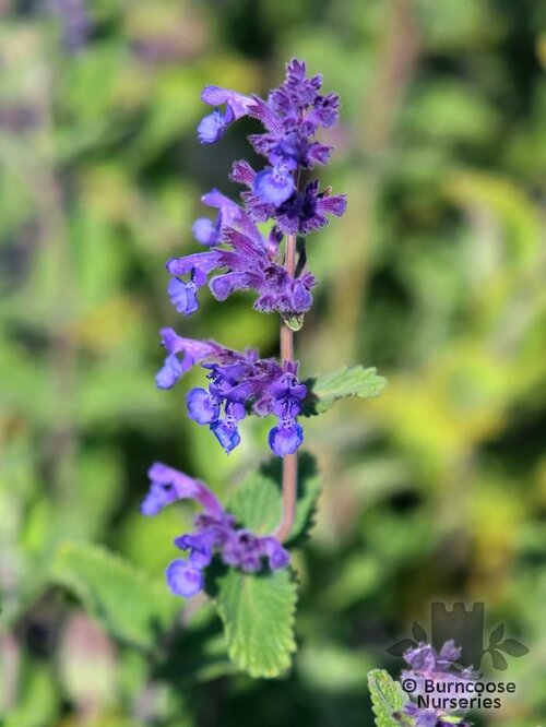 NEPETA faassenii  