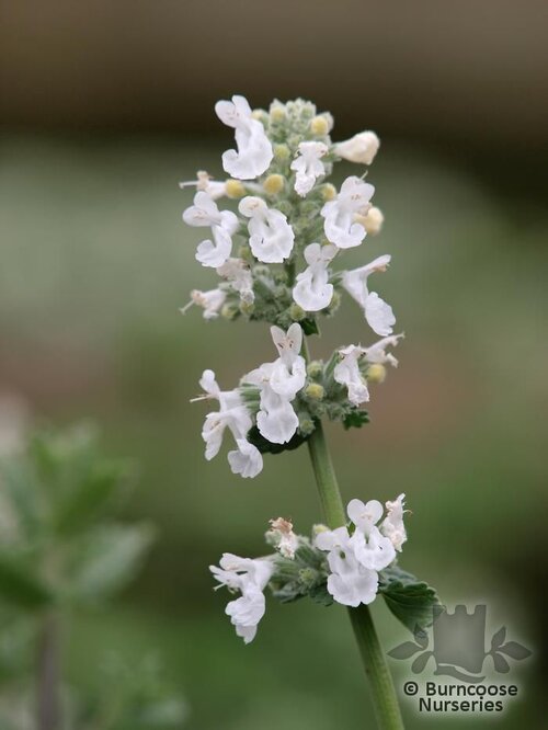 NEPETA racemosa 'Snowflake' 