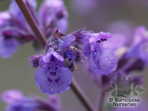 NEPETA 'Six Hills Giant'  