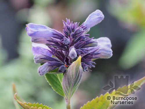 NEPETA subsessilis  