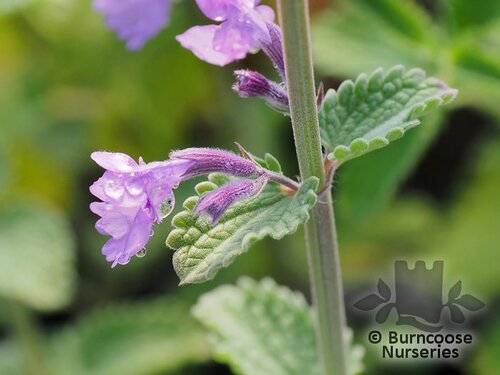 NEPETA racemosa 'Walker's Low' 