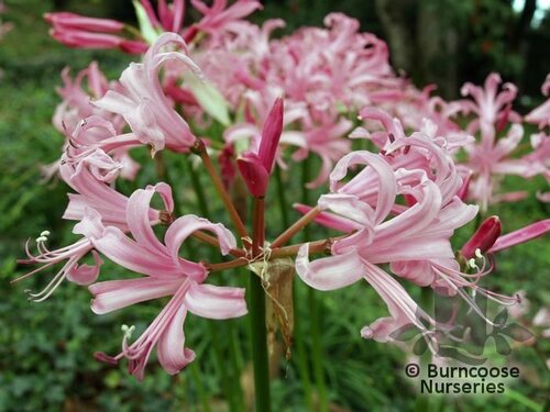 NERINE bowdenii  