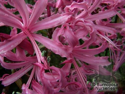 NERINE   