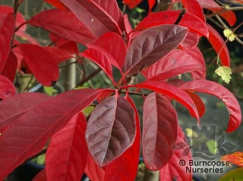 NYSSA sinensis  