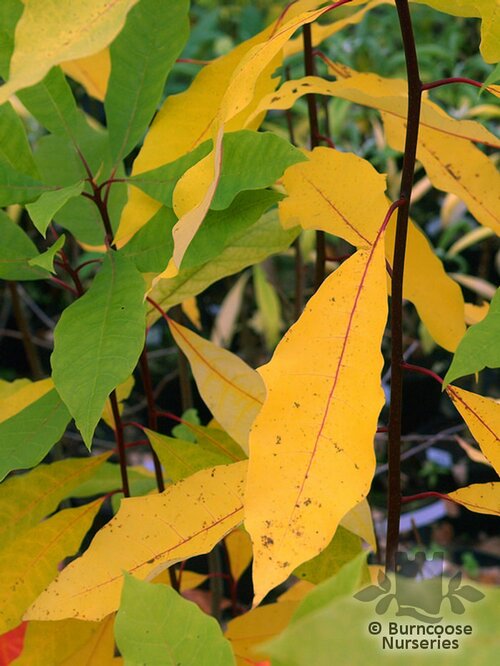 NYSSA sylvatica  