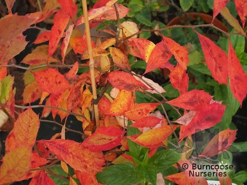 NYSSA sylvatica 'Red Rage' 