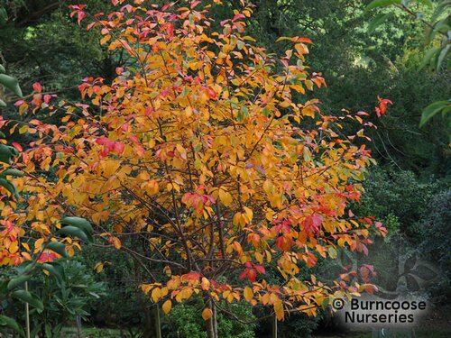 NYSSA sylvatica 'Wisley Bonfire' 
