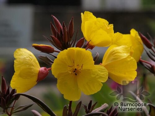 OENOTHERA fruticosa 'Fireworks' 