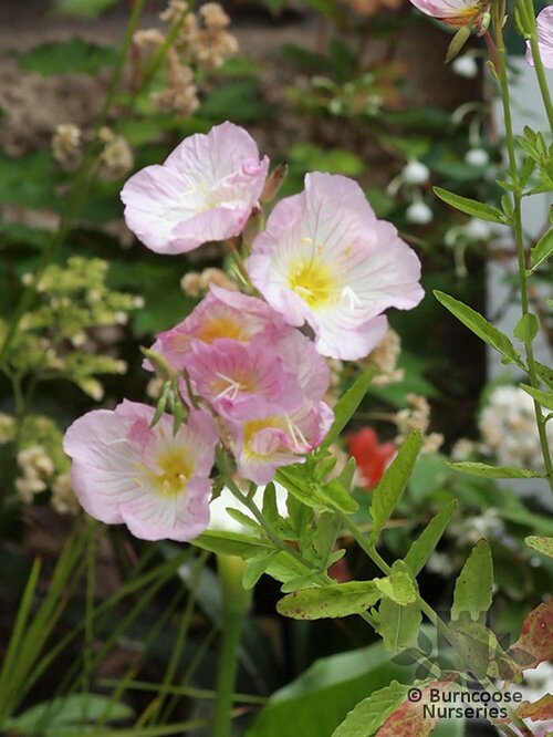 OENOTHERA speciosa 'Siskiyou' 