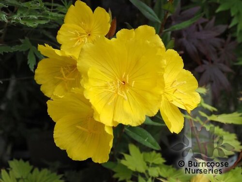 OENOTHERA 'Summer Sun'  