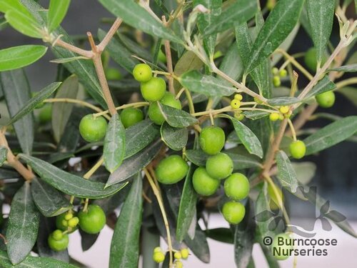 OLEA europaea  