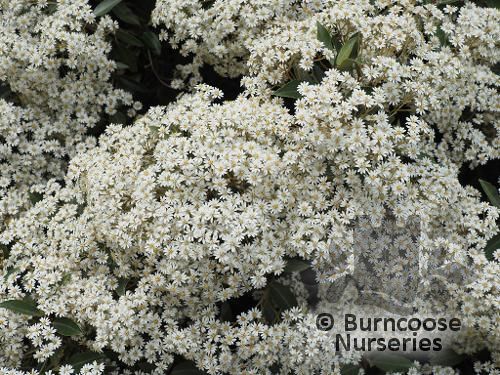 OLEARIA cheesemanii  