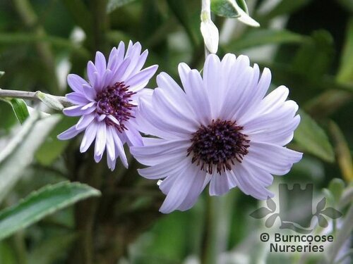 OLEARIA   