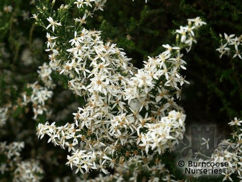 OLEARIA nummularifolia  