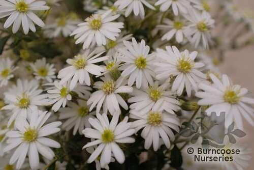 OLEARIA phlogopappa 'Spring Bling' 