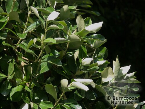 OLEARIA traversii  