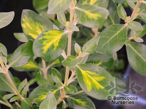 OLEARIA traversii 'Tweedledum' 