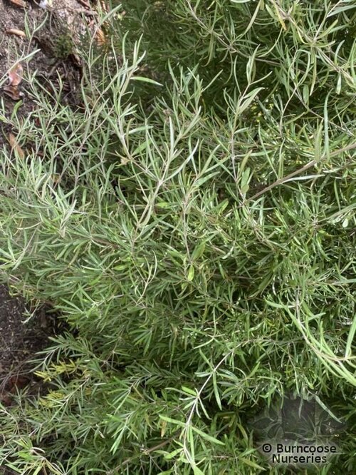 OLEARIA virgata 'Dartonii' 