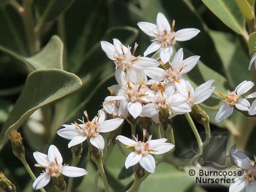 OLEARIA x oleifolia 'Waikariensis' 