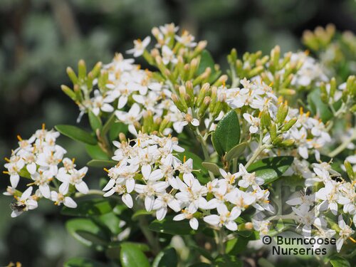 Olearia X Haastii from Burncoose Nurseries