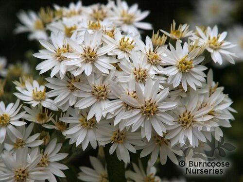 OLEARIA x scilloniensis  