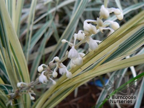 OPHIOPOGON   