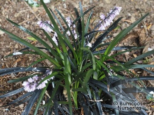OPHIOPOGON planiscapus 'Nigrescens'  