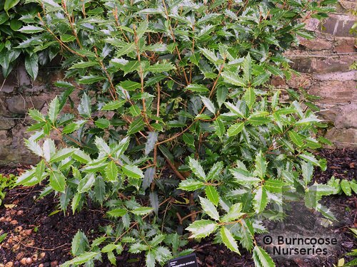 OSMANTHUS armatus  