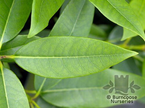 OSMANTHUS decorus  
