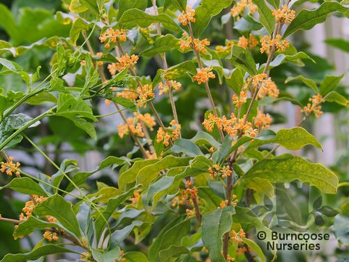 OSMANTHUS fragrans f.aurantiacus  