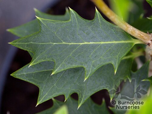 OSMANTHUS heterophyllus  