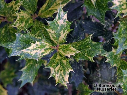 OSMANTHUS heterophyllus 'Goshiki' 