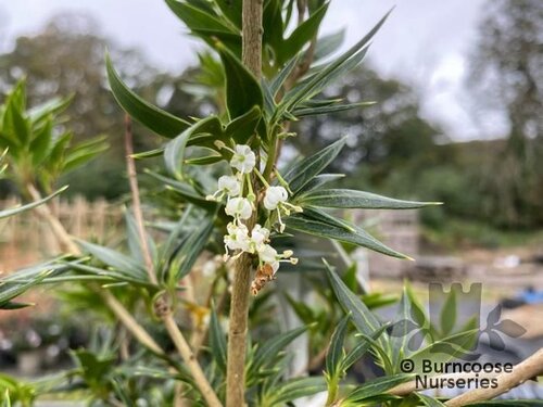 OSMANTHUS heterophyllus 'Sasaba' 