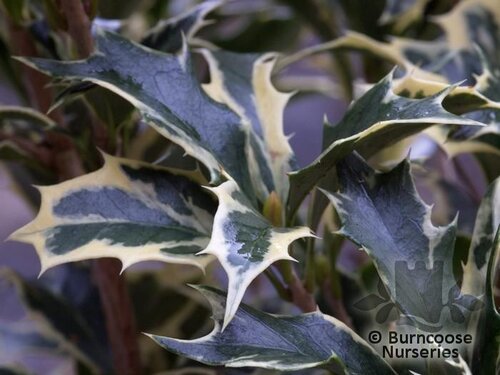 OSMANTHUS heterophyllus 'Variegatus' 
