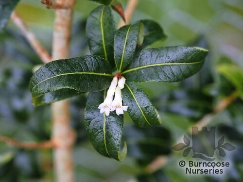 OSMANTHUS suavis  